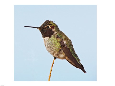 Framed Anna&#39;s Hummingbird Print