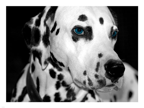 Framed Old Blue Eyes Print