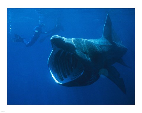 Framed Basking Shark Print