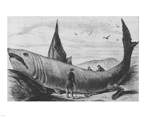 Framed Basking Shark Harper&#39;s Weekly October 24, 1868 Print