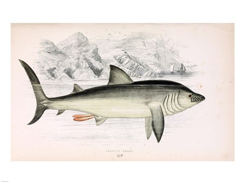 Framed Basking Shark Jonathan Couch Print