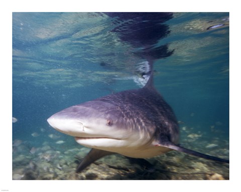 Framed Bull shark Print