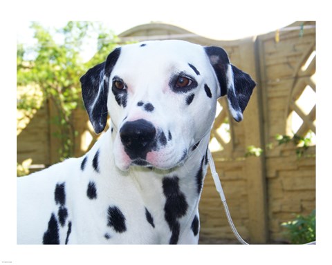 Framed Dalmatian Portrait Print
