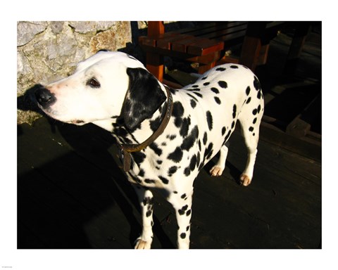 Framed Dalmatian in Croatia Print