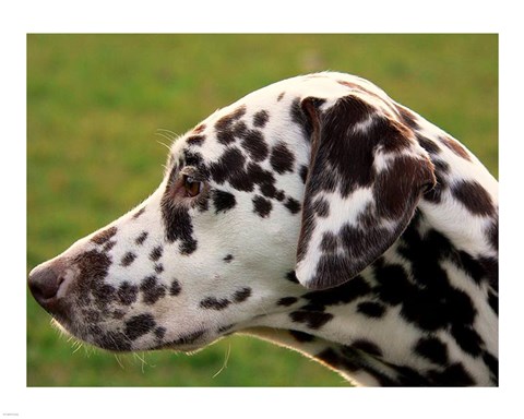 Framed Dalmatian Profile Print