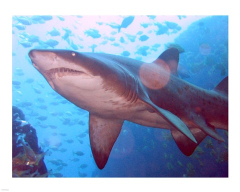 Framed Grey Nurse Shark at Fish Rock Cave Print