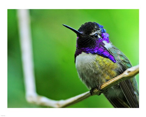 Framed Hummingbird I Print