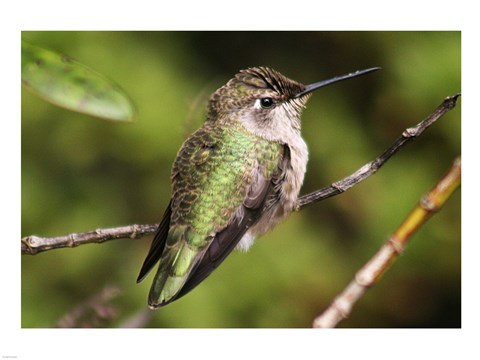 Framed Hummingbird II Print