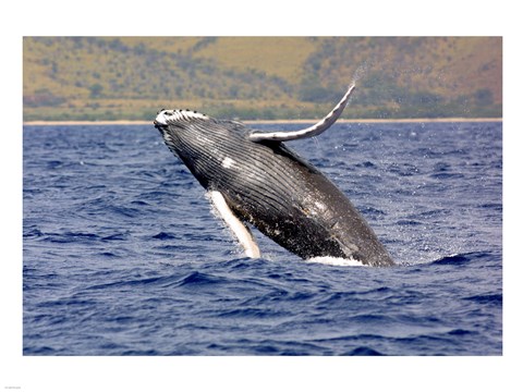 Framed Humpback Whale Leaping Print