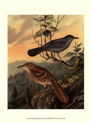 Framed Small Woodland Birds IV Print