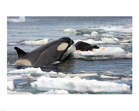 Framed Killer Whale Type B Print