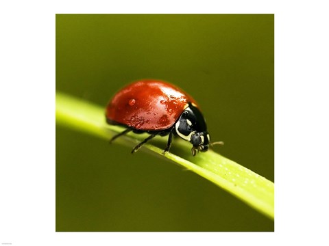 Framed Ladybug On Blade Of Grass Print