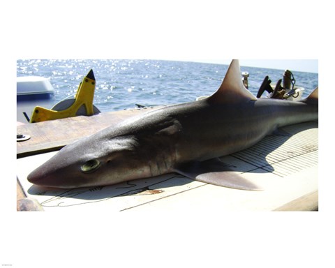 Framed Mustelus Canis Print