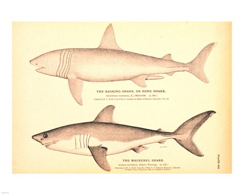 Framed Porbeagle Basking Shark Drawing Print