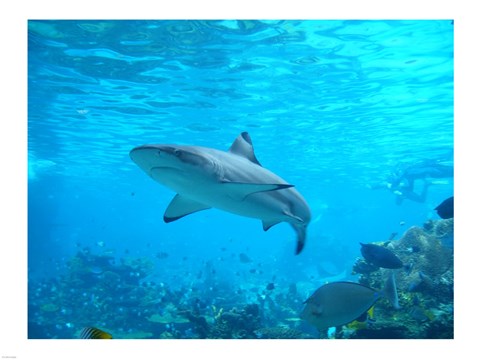 Framed Shark Underwater Print