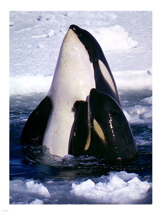 Framed Type C Orcas Print