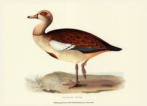 Framed Egyptian Goose Print