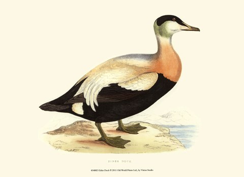 Framed Eider Duck Print