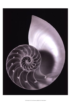 Framed Shell II Print