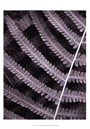 Framed Fern I Print