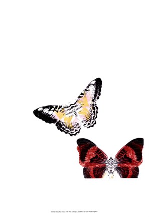 Framed Butterflies Dance V Print