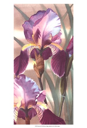 Framed Asian Iris I Print