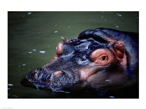 Framed Close-up of a hippopotamus in water (Hippopotamus amphibius) Print
