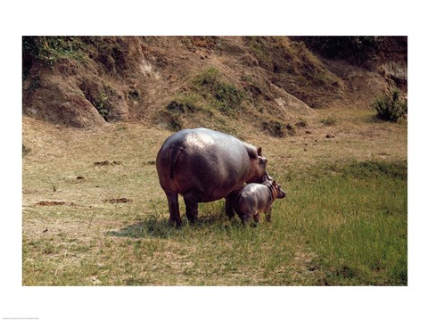 Framed Africa, Hippopotamus (Hippopotamus amphibius) mother with young near Nile River Print
