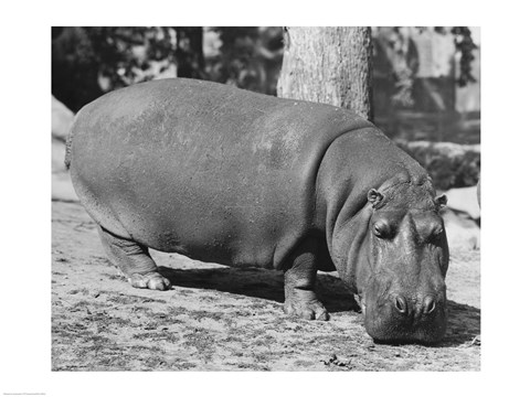 Framed Hippopotamus Black and White Print