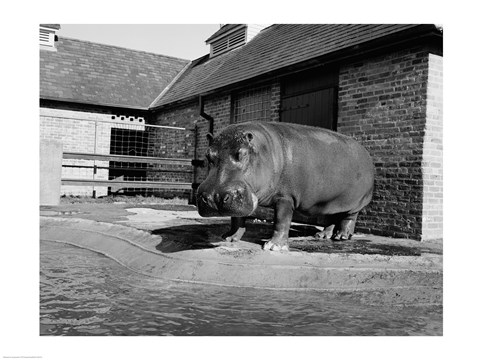Framed USA, Louisiana, New Orleans, Hippopotamus in zoo Print