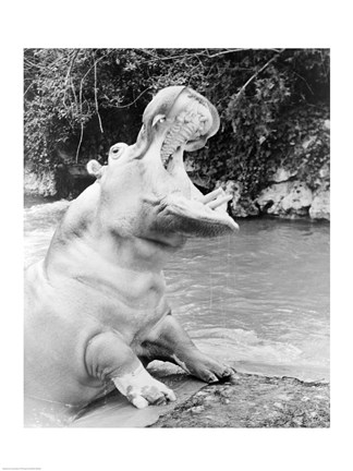 Framed Hippopotamus yawning Print