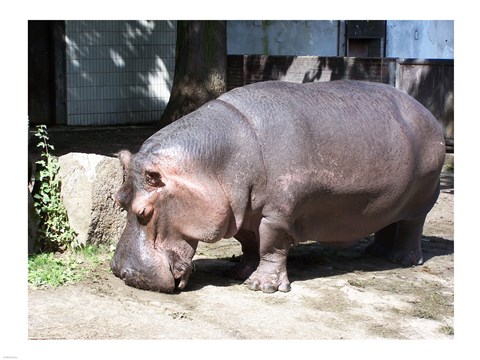 Framed Hroch Obojzivelny Print