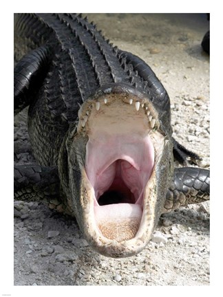 Framed Alligator Mississippiensis Yawn Print