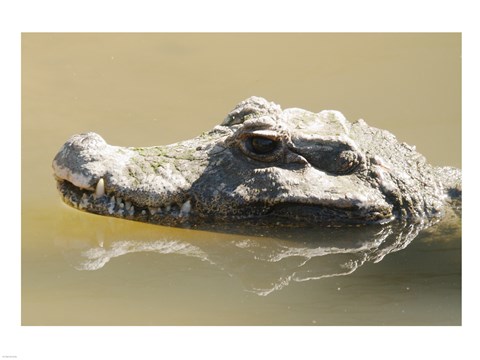 Framed Caiman Displaying Fourth Tooth Print