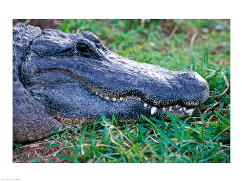Framed Alligator - in the grass Print