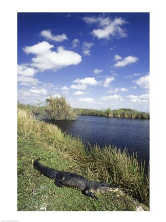 Framed High angle view of an alligator near a river, Everglades National Park, Florida, USA Print