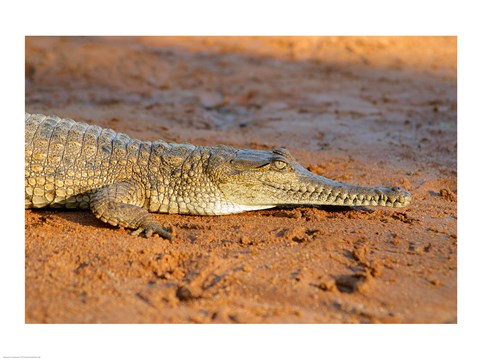 Framed High angle view of an Australian Freshwater Crocodile Print
