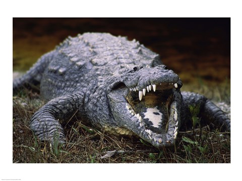 Framed Close-up of an American Crocodile Open Mouth Print