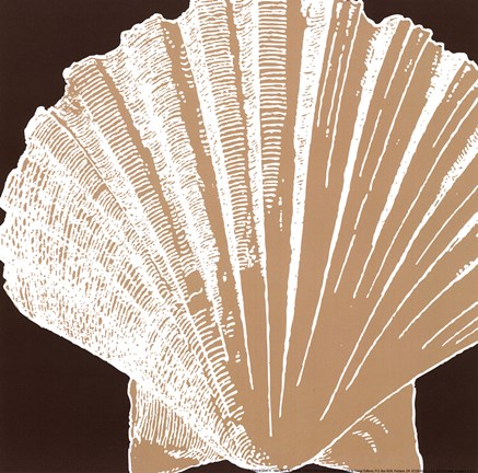 Framed Natural Shell IV - mini Print