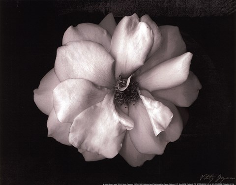 Framed Wild Rose- mini Print