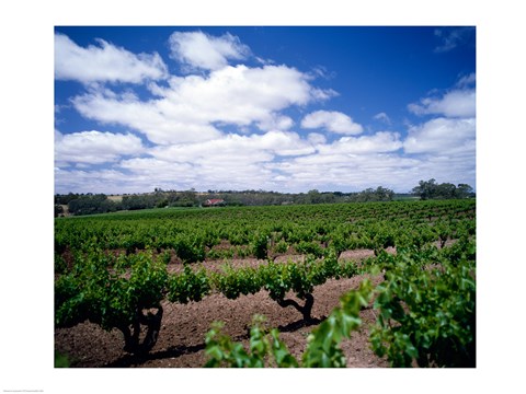 Framed Panoramic view of vineyards, Barossa Valley, South Australia, Australia Print