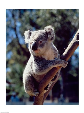 Framed Koala on a tree branch, Australia (Phascolarctos cinereus) Print