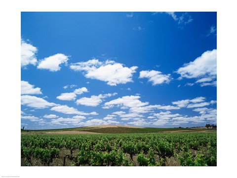 Framed Panoramic view of vineyards, Barossa Valley, South Australia, Australia Print
