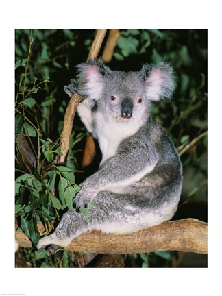 Framed Koala sitting on a tree branch, Lone Pine Sanctuary, Brisbane, Australia (Phascolarctos cinereus) Print