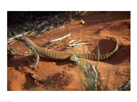 Framed High angle view of a goanna, Australia Print