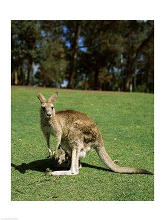 Framed Kangaroo carrying its young in its pouch, Australia Print