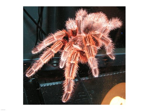 Framed Chilian Fire Hair Tarantula Print