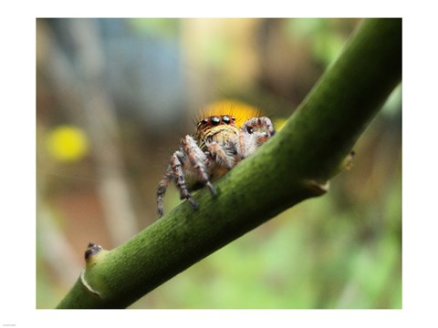 Framed Small Spider Print