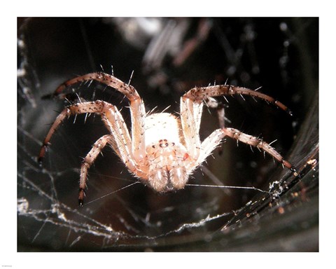 Framed Spider In Web Print