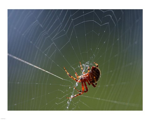 Framed Spider Spinning Its Web Print